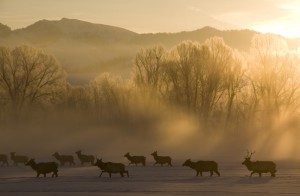 Elk in winter. Photo courtesy Mark Gocke/Wyoming Game and Fish Department.