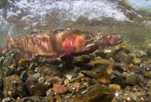 Cutthroat trout in Yellowstone. Photo by Jay Fleming.