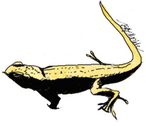 Dunes sagebrush lizard. Drawing by Bethann Merkle. Reproduction requires permission of the artist.