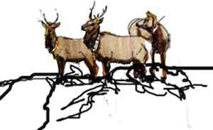 Elk. Drawing by Bethann Merkle. Reproduction requires permission of the artist.