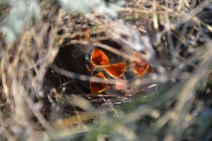 Sprague's pipit nestlings. Photo by Robin M. Walter.