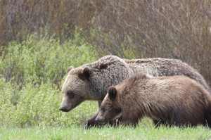 Grizzly and cub in Yellowstone. Photo by Mark Gocke.