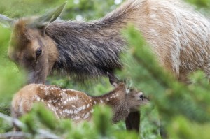 Elk cow and calf. Photo by Charlie Reinertsen.