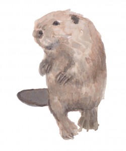 Beaver, by June Glasson