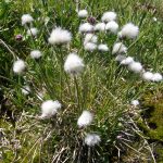 Cluster of Arctic cottongrass with white, puffy flowers