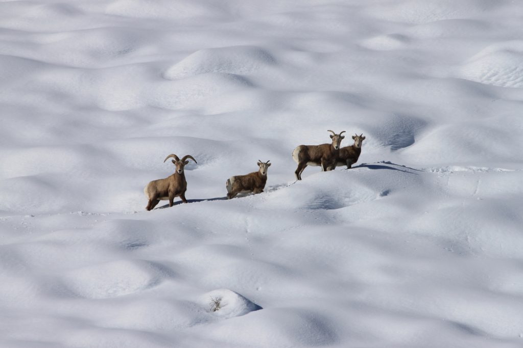 Four bighorn sheep walk in a line across a snowfield