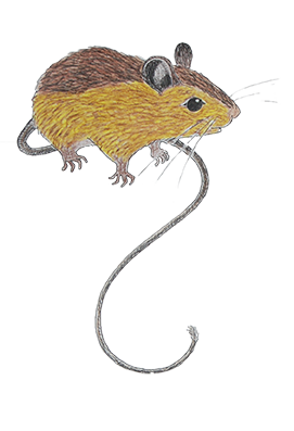 Colored pencil drawing of Preble's meadow jumping mouse