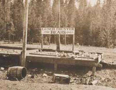 Historic photo of bear feeding area in Yellowstone National Park in the 1920s with sign reading "Lunch Counter for Bears Only"