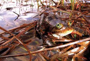 Photo of a frog sitting on reeds in a wetland
