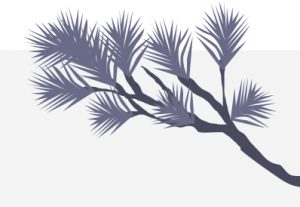 Illustration of purple whitebark pine branch