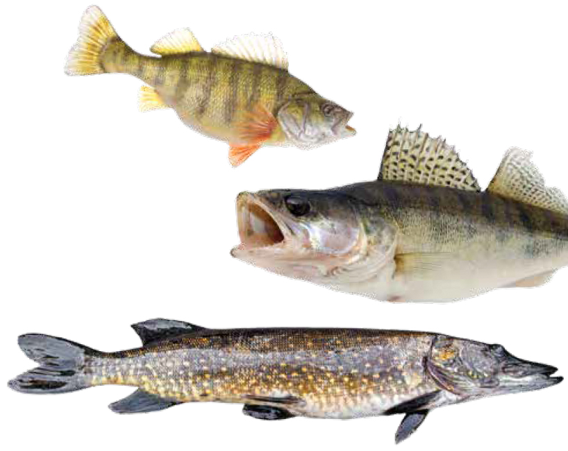 yellow perch, walleye, and northern pike