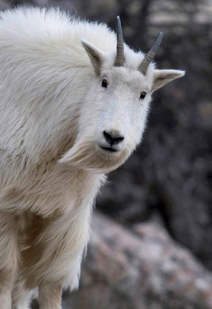 A mountain goat peers down from a cliff