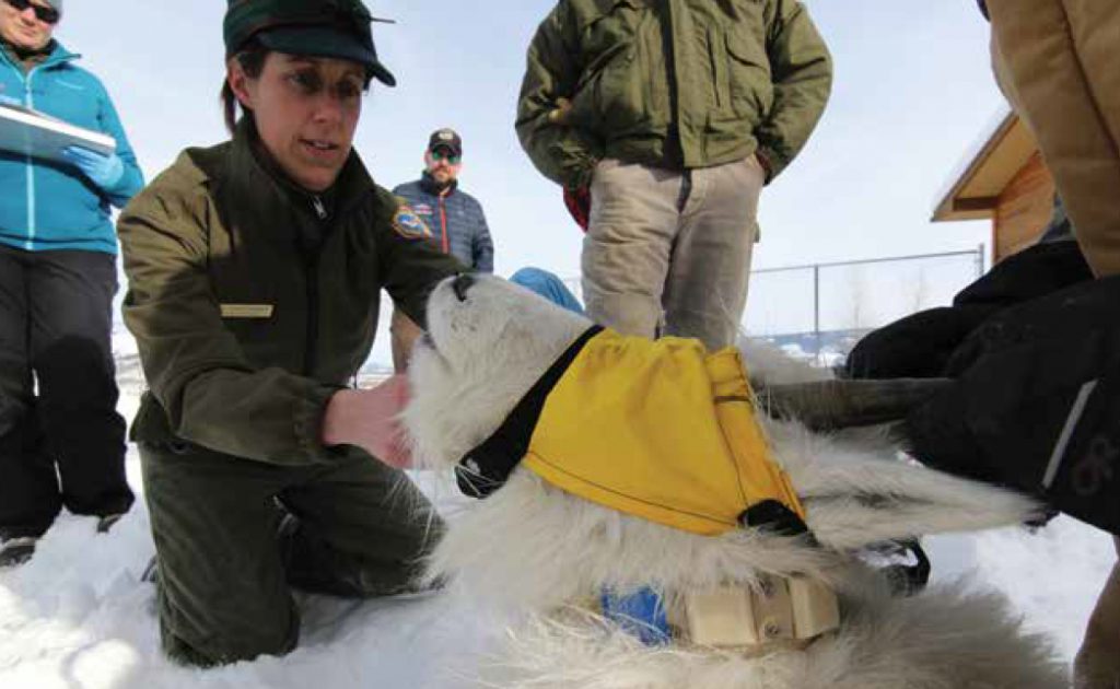 Biologist Aly Courtemanch examines a mountain goat