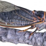 Cicadas: Wyoming’s summer songsters