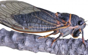 cicada-1
