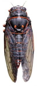 cicada-2