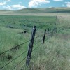 Conservation grazing: Ranchers lead the way