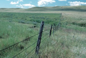 Conservation grazing: Ranchers lead the way
