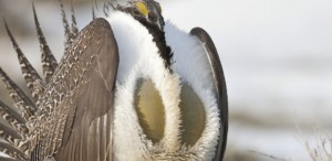 Greater sage grouse: The bird that brought the  West together
