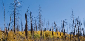 “Regen”: An ecologist’s retrospective on the wildfires of 2012