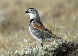 McCrown's longspur, one of the birds Mahoney looked at in her study about the impacts of wind energy development to grassland birds. Photo courtesy Anika Mahoney.