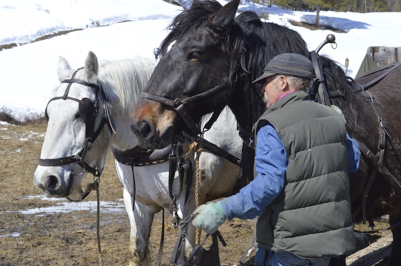 Rancher Kevin Campbell harnesses his team of horses to deliver hay to elk at the Dell Creek Feedground. Photo by Emilene Ostlind.