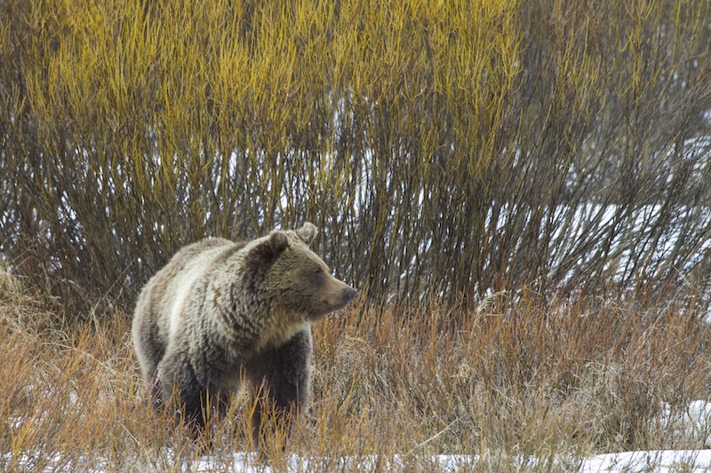 Grizzly bear. Photo by Mark Gocke.