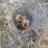 Horned lark nestlings. Photo courtesy Anika Mahoney.