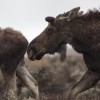 Moose in Jackson Hole. Photo by Charlie Reinertsen.