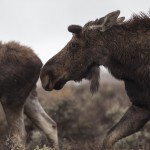 Essay: Wyoming Wins with Wildlife