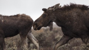Moose in Jackson Hole. Photo by Charlie Reinertsen.