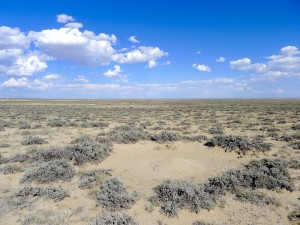 Ant mound in the sagebrush steppe at one of Dibner's study sites. Photo courtesy Reilly Dibner.