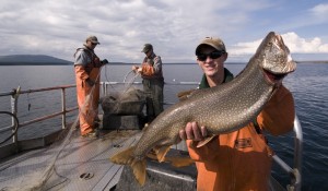 Commercial fishermen use gillnets to pull lake trout out of Yellowstone Lake. Photo by Jay Fleming.