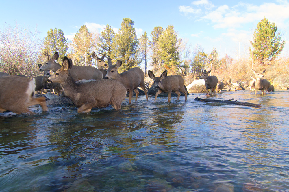 Mule deer cross a lake outlet during their 150-mile-long fall migration from the Hoback Basin to the Red Desert. Photo by Joe Riis.