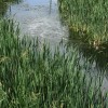 The True Value of Flood Irrigation