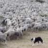 Raising Sheep in Patagonia