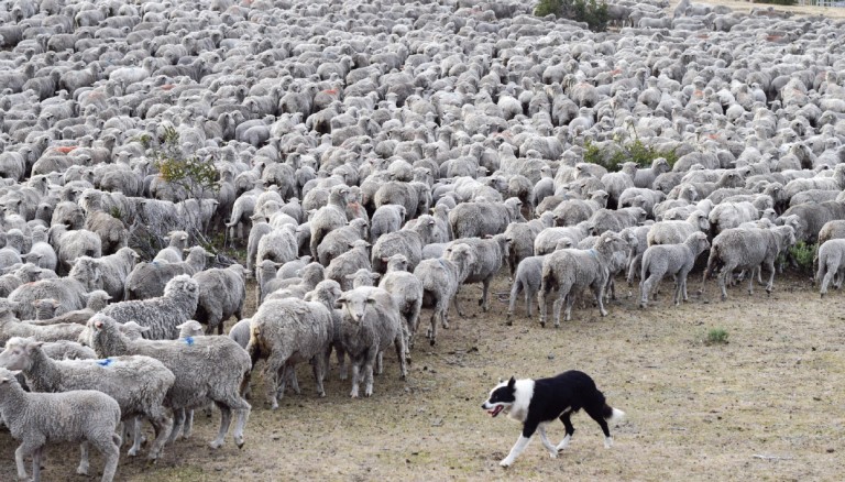 Raising Sheep in Patagonia