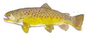 Brown trout, by June Glasson