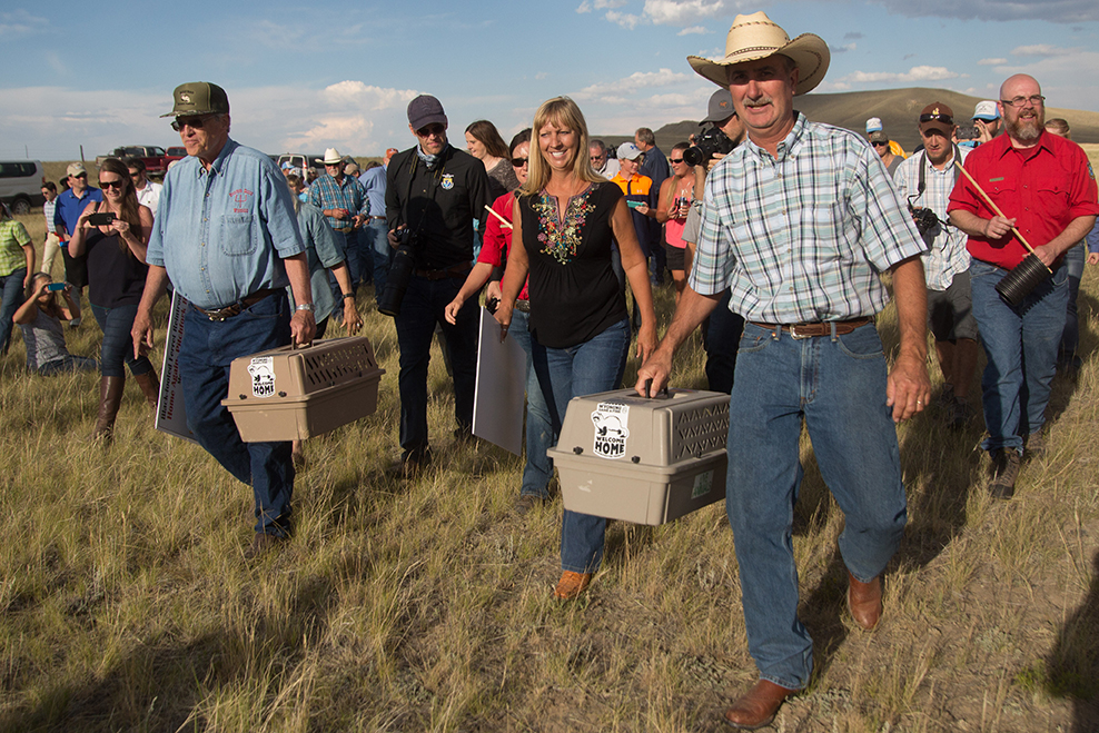 Rancher's Lenox Baker and Kris and Allen Hogg carry captive-raised black-footed ferrets in crates out onto a ranch near Meeteetse, Wyoming, for release to the wild