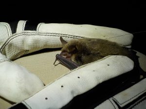 Photo of gloved hand holding a bat with a tiny radio transmitter attached to its back