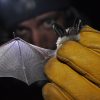 Wyoming Natural Diversity Database Zoologist Ian Abernethy examines the wing of a western long-eared bat (Myotis evotis) for signs of potential white-nose syndrome infection. Photo by Kathryn Walpole / WYNDD