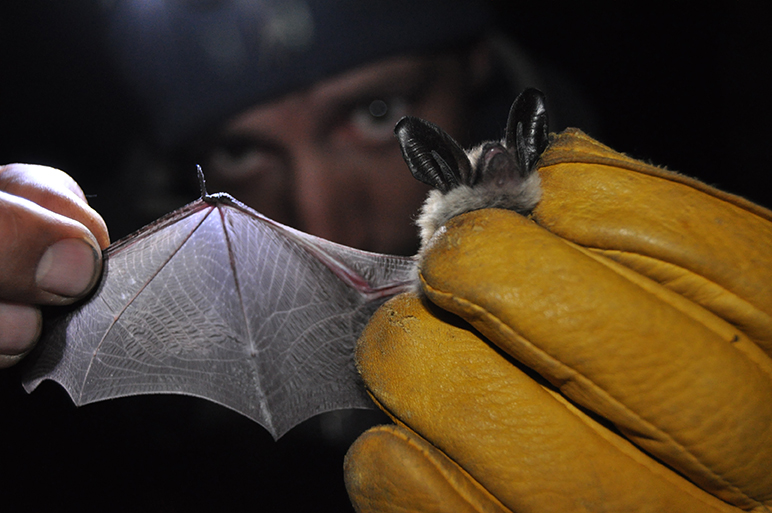 Photo of man at night holding up a bat and spreading its wing