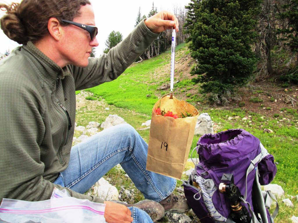 Photo of Embere Hall in the mountains weighing a vegetation sample at one of her study sites.