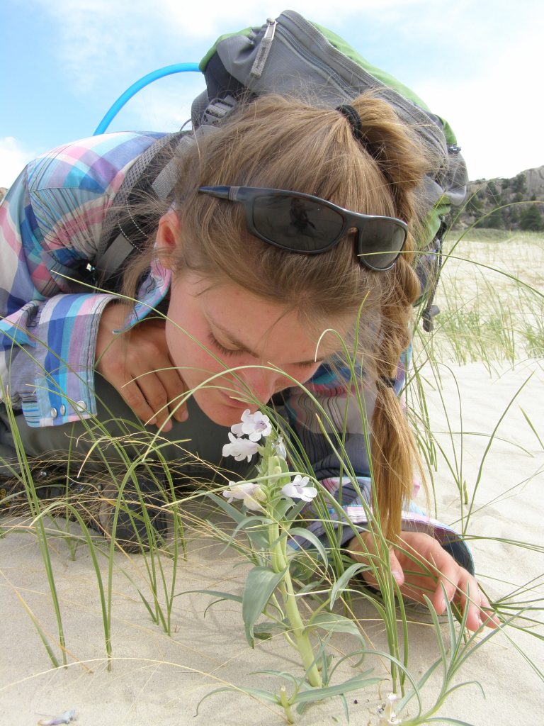 Botanist Emma Freeland pauses to sniff a half buried blowout penstemon in Wyoming. Photo by Bonnie Heidel