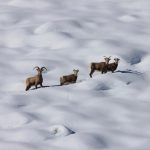 Bighorns Back from the Brink