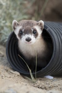 A black-footed ferret peers out from a black, plastic tube
