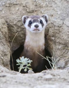 A curious juvenile ferret peers out of his burrow. 