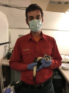 Game & Fish employee holds a black-footed ferret