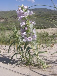Close up photo of a blowout penstemon with sand dunes and blue sky beyond