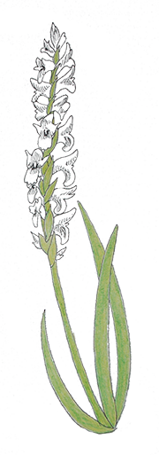 Colored pencil drawing of Ute ladies'-tresses orchid